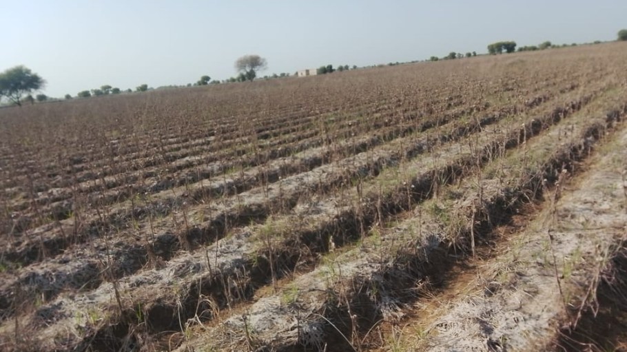 Malik Dilshad’s cotton farm