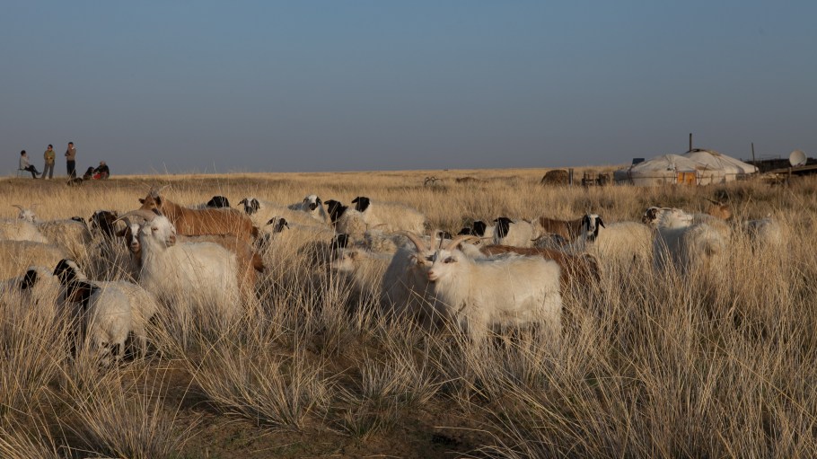 Fashion brand Everlane has pledged to support regenerative cashmere farming in Mongolia through its annual Black Friday Fund.