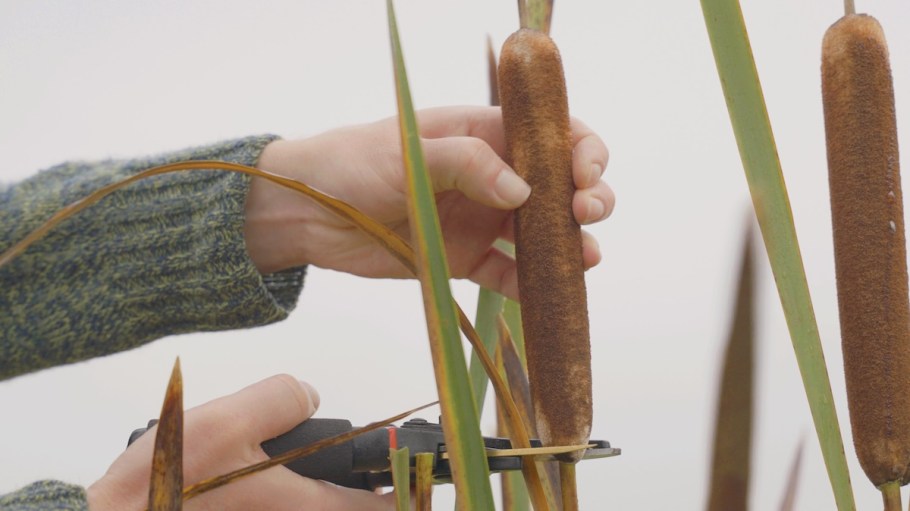 Cattails