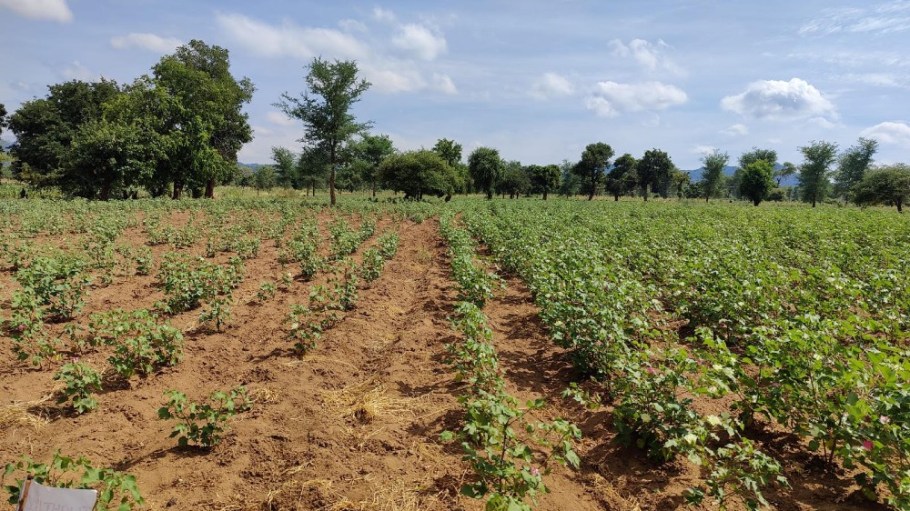 A cotton field in Sinazongwe, Zambia, shows the impact of using biochar to improve soil health (right-hand side of field) compared to conventional soil management (left-hand side of field). 