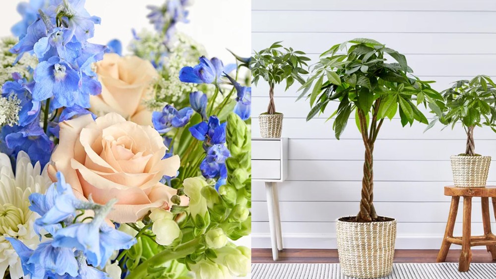 a vibrant bouquet featuring delphinium and roses; three money trees of various sizes
