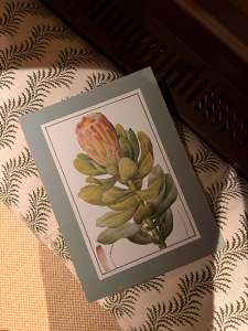 "South African flora." — Alexandra O'Neill