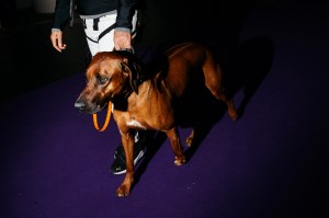 Westminster Dog Show 2026