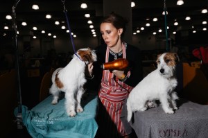 Westminster Dog Show 2026