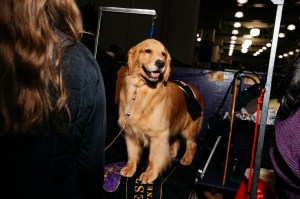 Westminster Dog Show 2026
