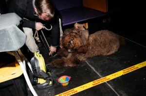 Westminster Dog Show 2026
