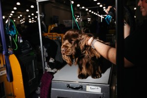 Westminster Dog Show 2026