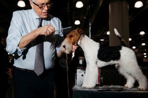 Westminster Dog Show 2026