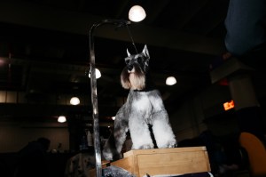 Westminster Dog Show 2026
