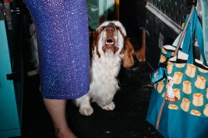 Westminster Dog Show 2026