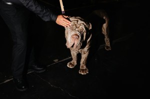 Westminster Dog Show 2026
