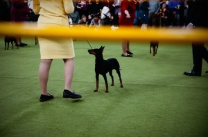 Westminster Dog Show 2026