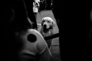 Westminster Dog Show 2026