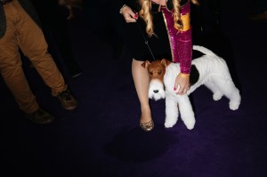 Westminster Dog Show 2026
