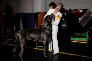Westminster Dog Show 2026