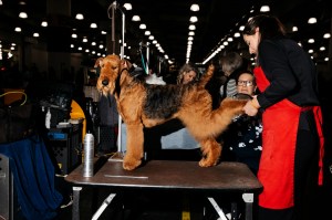 Westminster Dog Show 2026