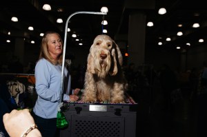 Westminster Dog Show 2026