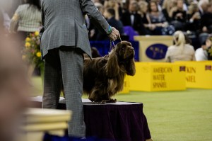 Westminster Dog Show 2026