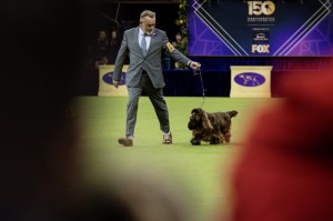 Westminster Dog Show 2026