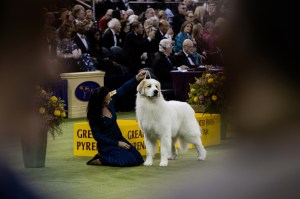Westminster Dog Show 2026