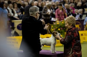 Westminster Dog Show 2026