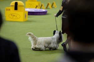 Westminster Dog Show 2026