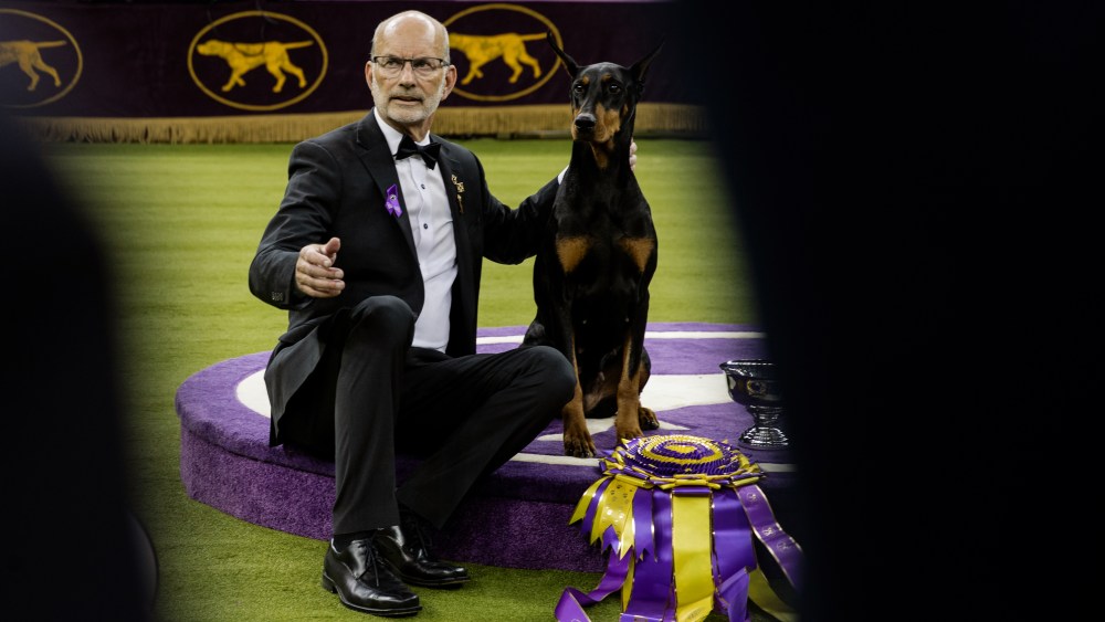 Westminster Dog Show 2026