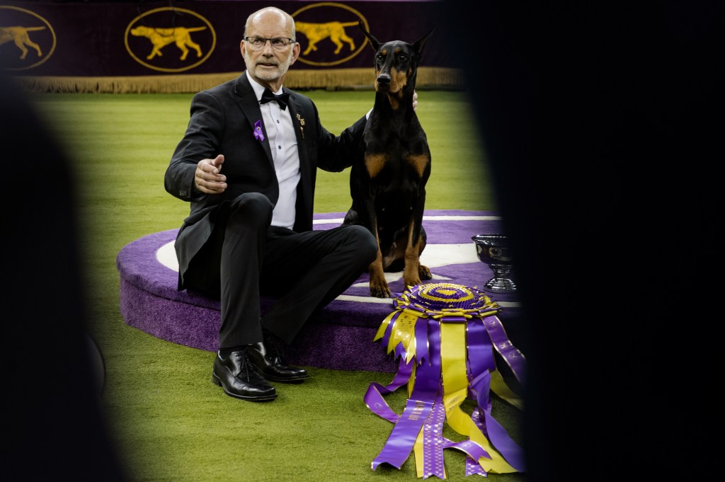 Top Dogs: Inside the 150th Westminster Dog Show in New York City