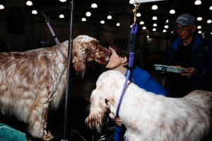Westminster Dog Show 2026