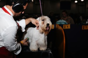 Westminster Dog Show 2026
