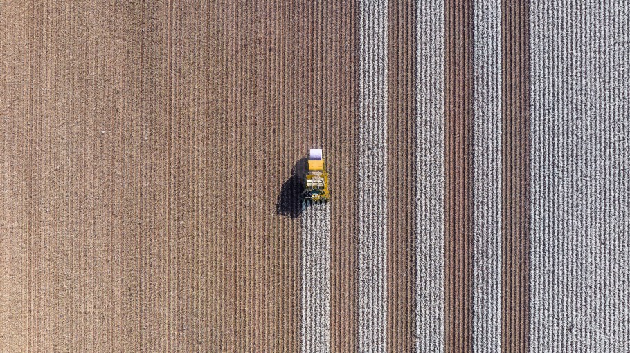 Cotton fields