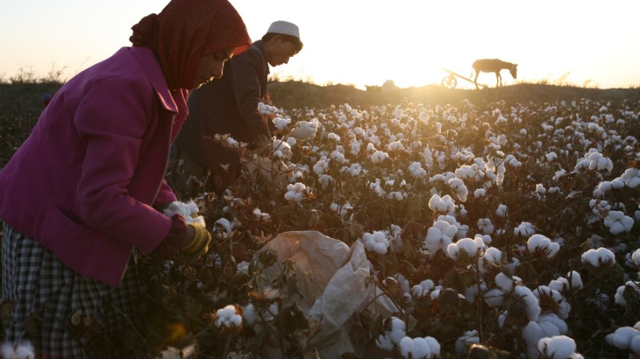 Workers in the cotton fields in the Xinjiang Uyghur Autonomous Region of China.
