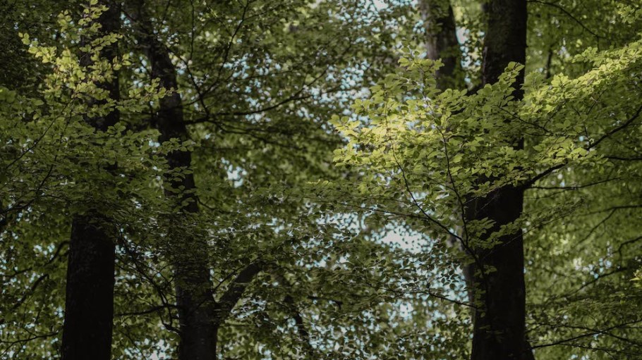 Lenzing Group's Annual and Sustainability Report highlights its ESG progress.