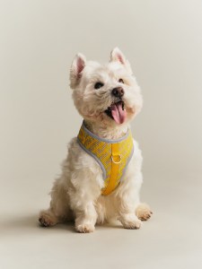 See all the photos from Kith's first pet collection with Wagwear. 