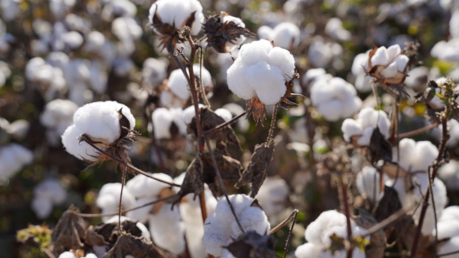 Cotton